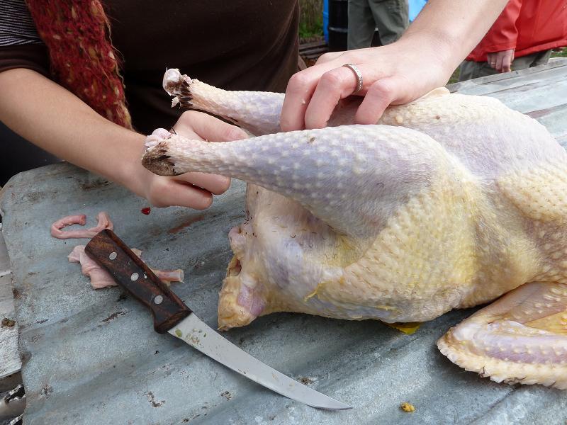 How to Clean a Turkey? Easy Steps to Follow! - Grill Armor Gloves - Heat Resistant Oven Gloves